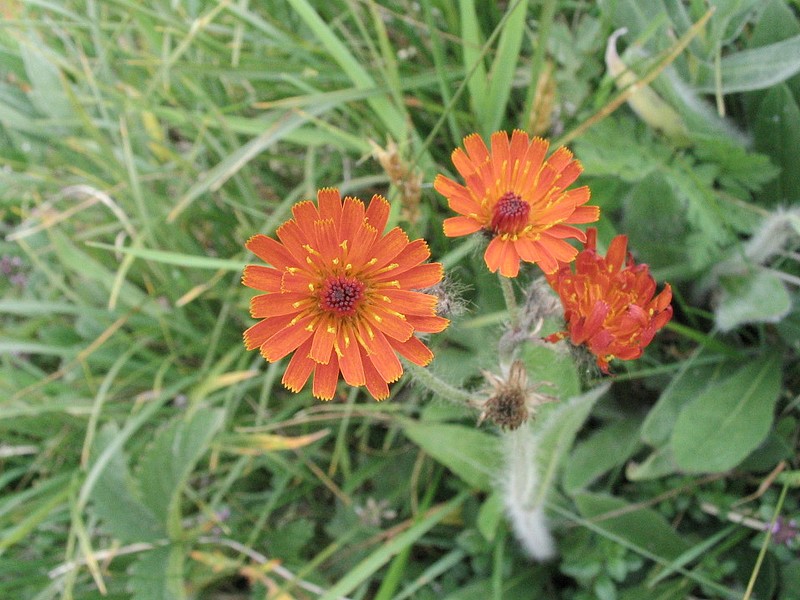 Epervire orange - Hieracium aurantiacum