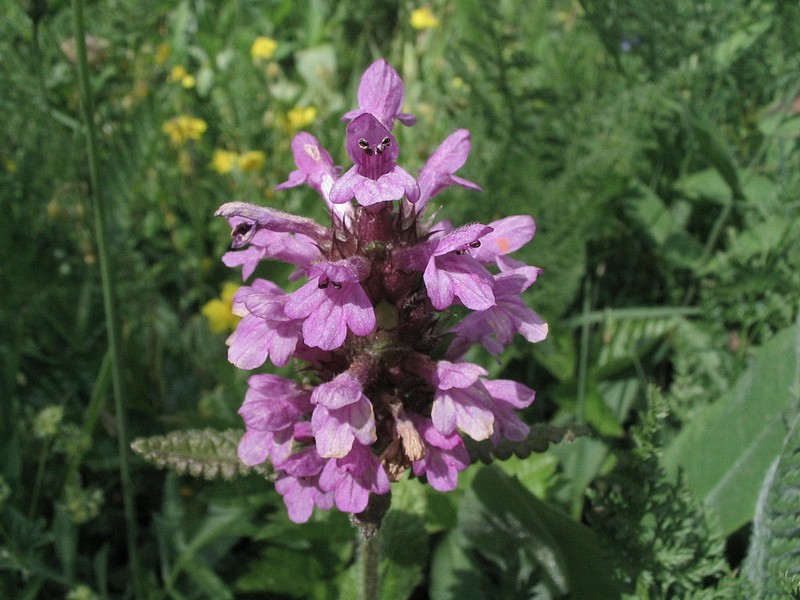 Epiaire hrisse - Stachys pradica
