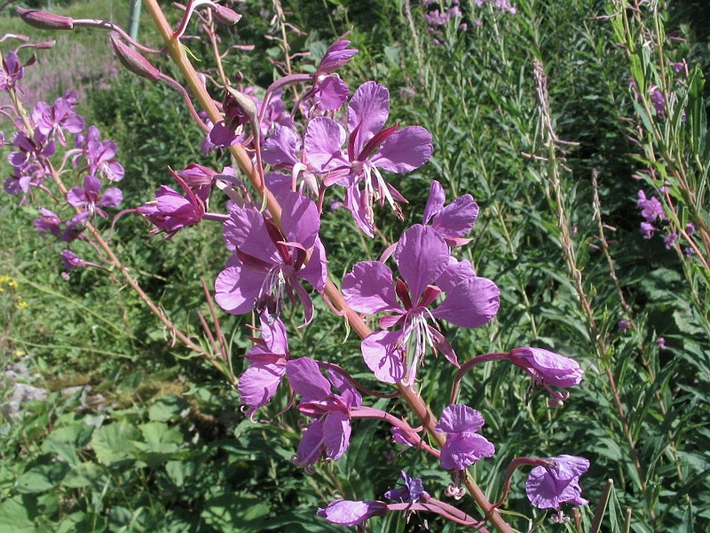 Epilobe en pi - Epilobium angustifolium