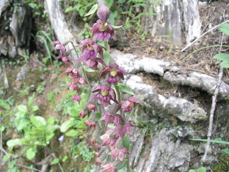 Hellborine rouge - Epipactis atrorubens