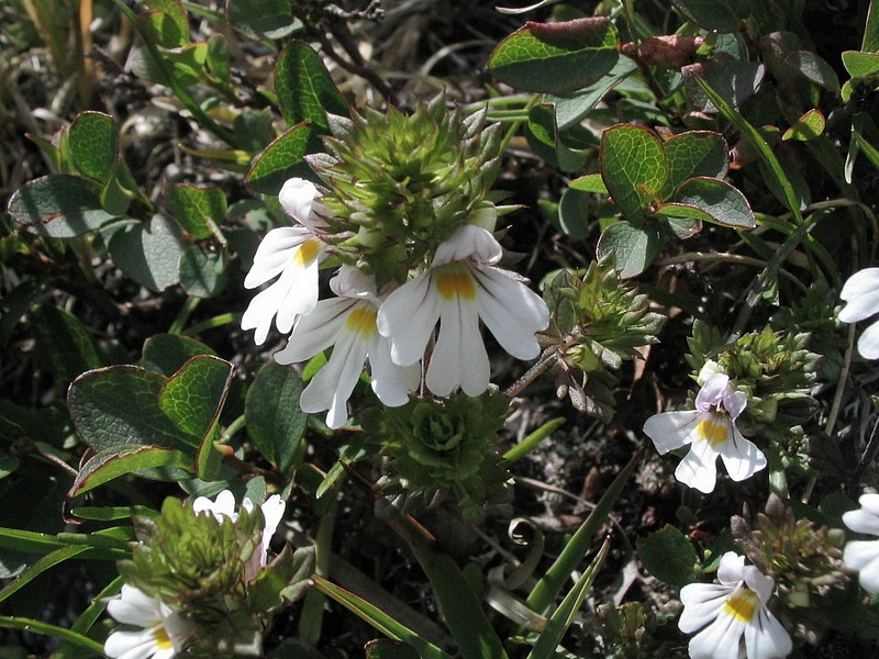 Euphraise officinale - Euphrasia rostkoviana