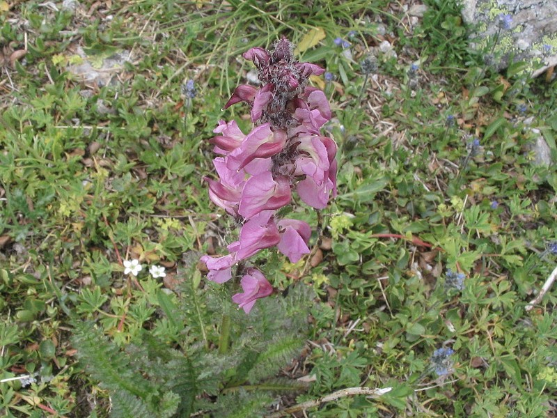 Pdiculaire  bec et  pi - Pedicularis rostrato-spicata