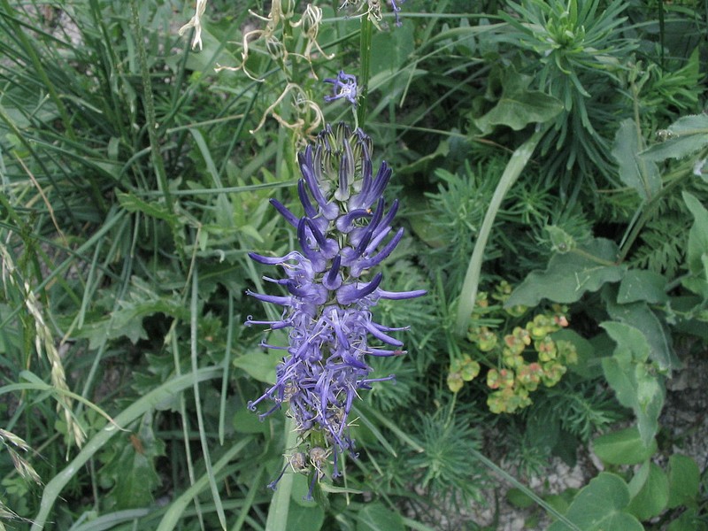 Raiponce  feuilles de Btoine - Phyteuma betonicaefolium