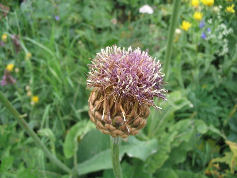 Rhapontique scarieux - Stemmacantha rhapontica
