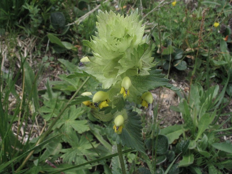 Aconit panicul - Aconitum paniculatum