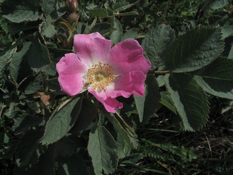 Rosier des Alpes - Rosa pendulina