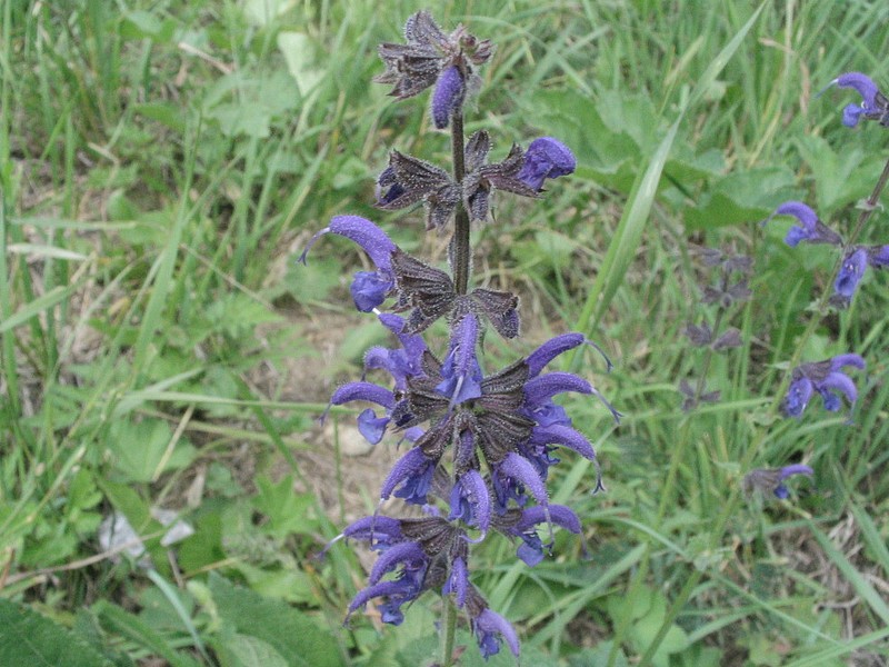 Sauge des prs - Salvia pratensis