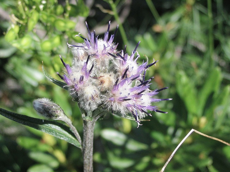 Saussure des Alpes - Saussurea alpina