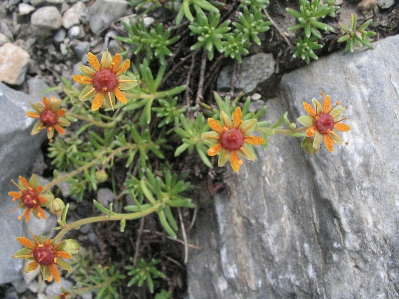 Saxifrage faux aizoon - Saxifraga aizoides
