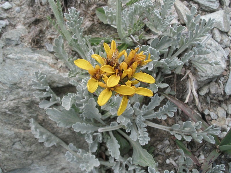 Achille millefeuille - Achillea millefolium