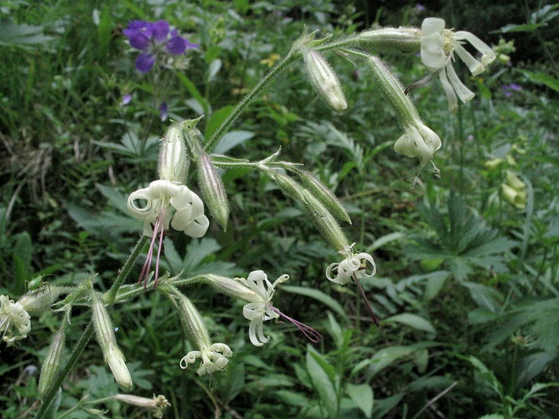 Silne penche - Silene nutans
