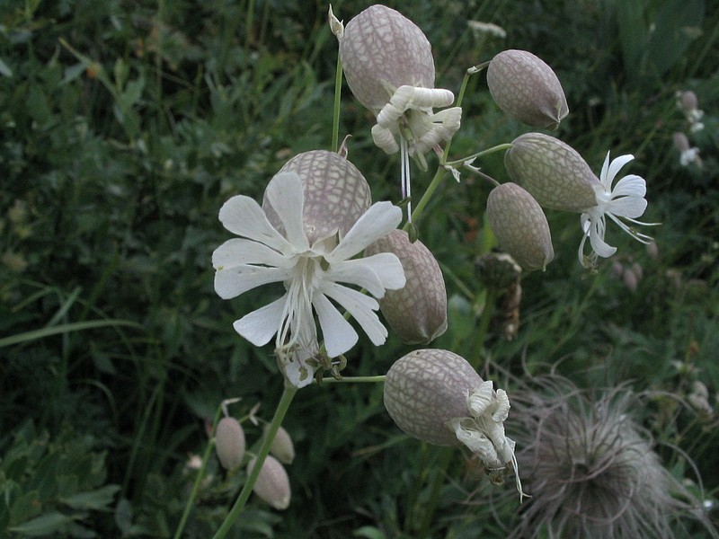 Silne enfle - Silene vulgaris