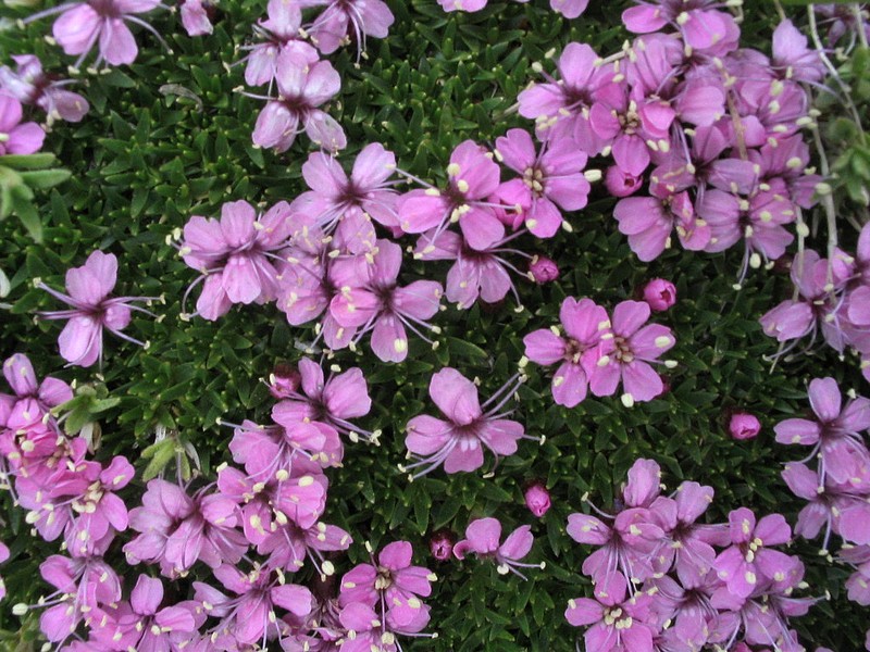 Silne acaule - Mousse fleurie - Silene acaulis