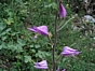Cephalanthera rubra