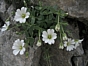 Cerastium latifolium
