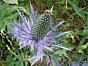 Eryngium alpinum