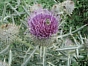 Cirsium eriophorum