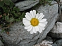 Leucanthemopsis alpina