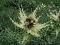 Cirsium spinosissimum
