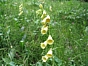 Digitalis grandiflora