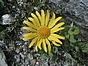 Doronicum grandiflorum