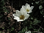 Dryas octopetala