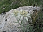 Leontopodium alpinum