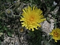 Hieracium villosum