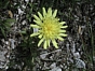 Hieracium staticifolium