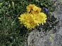 Hieracium cymosum