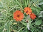 Hieracium aurantiacum