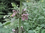Stachys alpina