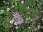 Epilobium montanum