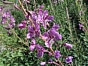 Epilobium angustifolium