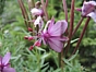 Epilobium fleischeri