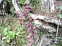 Helléborine rouge - Epipactis atrorubens