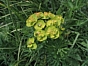 Euphorbia cyparissias