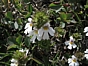Euphrasia rostkoviana