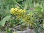 Galium verum