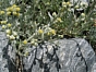 Artemisia umbelliformis