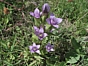 Gentiana campestris