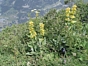 Gentiana lutea