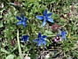 Gentiana nivalis