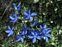 Gentiana bavarica