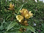 Gentiana punctata