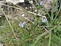 Gentianella tenella