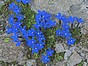 Gentiana verna