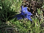 Gentiana alpina