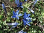 Gentiana brachyphylla
