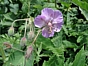 Geranium phaeum var. lividum